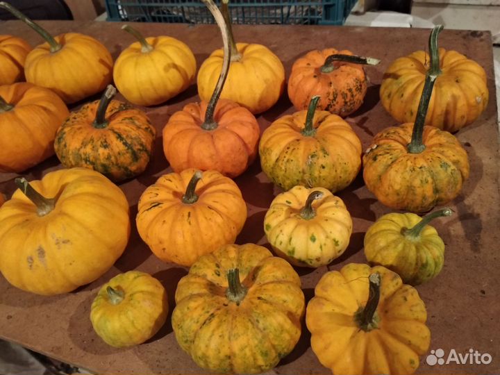 Тыква декоративная