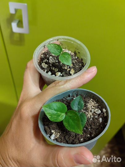 Замиокулькас