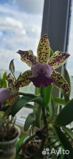 Cattleya Green Emerald 'Orchid Queen'