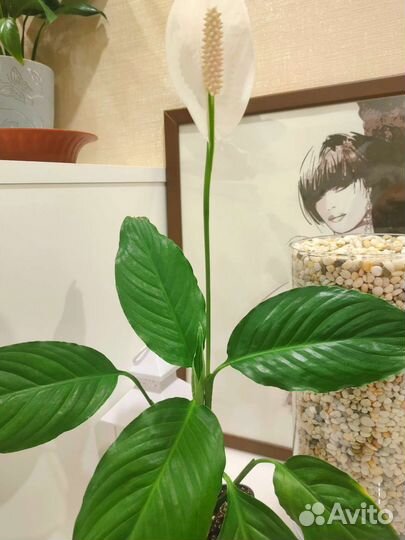 Спатифиллум женское счастье