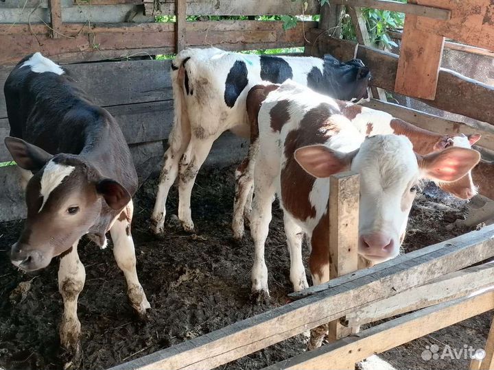 Быки и телочки