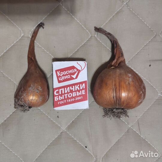 Луковицы безвременников