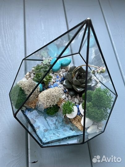 Флорариум суккуленты