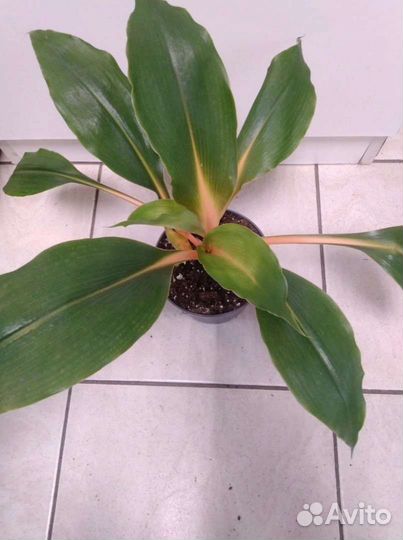 Хлорофитум Орхидаструм Оранж