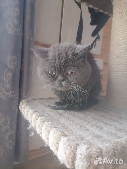 Экзот котик