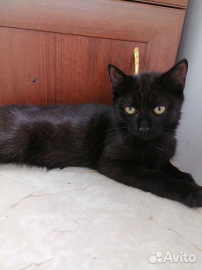 Кошка в добрые руки