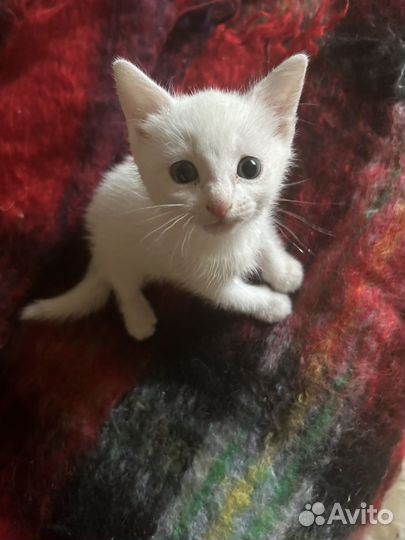 Котенок белый кришнаит