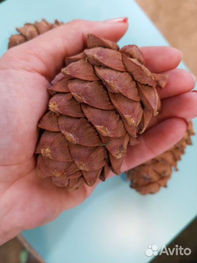 Шишка кедровая