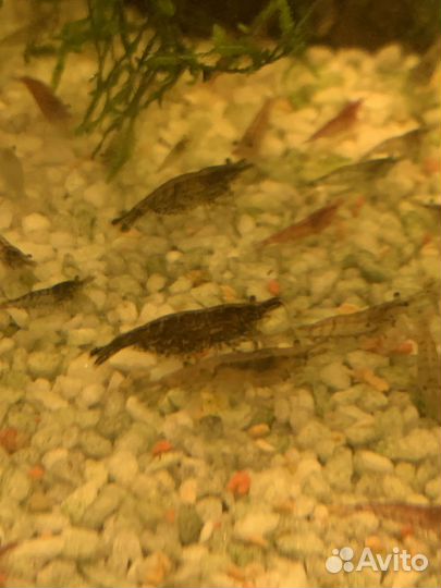 Аквариумные креветки