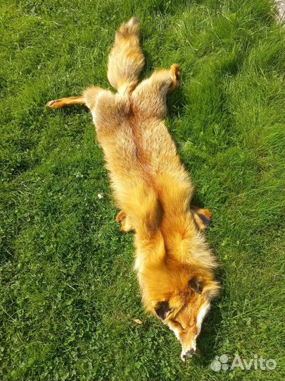 Лисья шкура