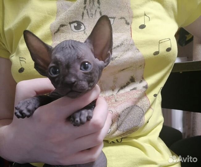 Канадский сфинкс