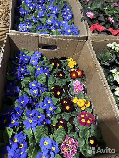 Примула в горшках