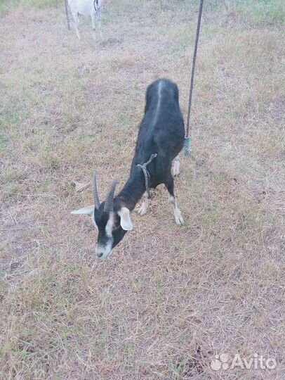 Козы и козлята