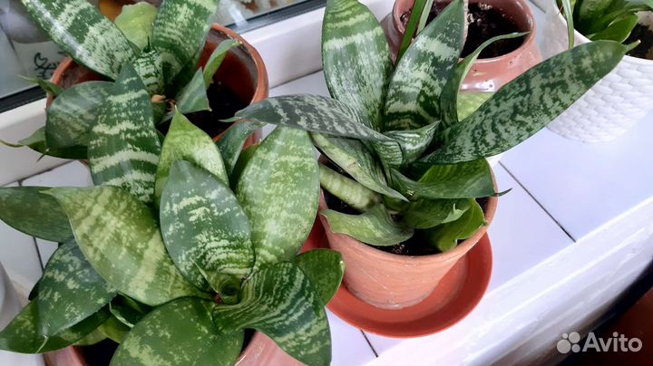 Сансевиерия Ханни, комнатные цветы