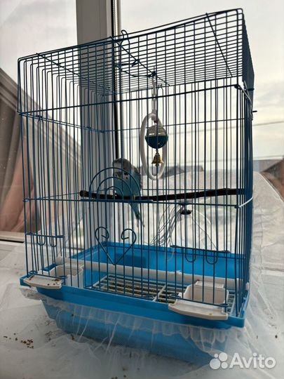 Волнистый попугай с клеткой