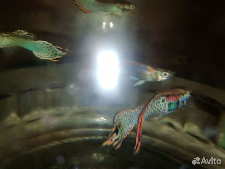 Аквариумные рыбки гуппи