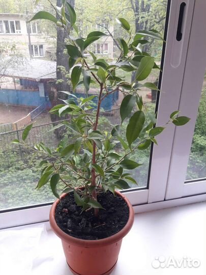 Фикус бенджамина