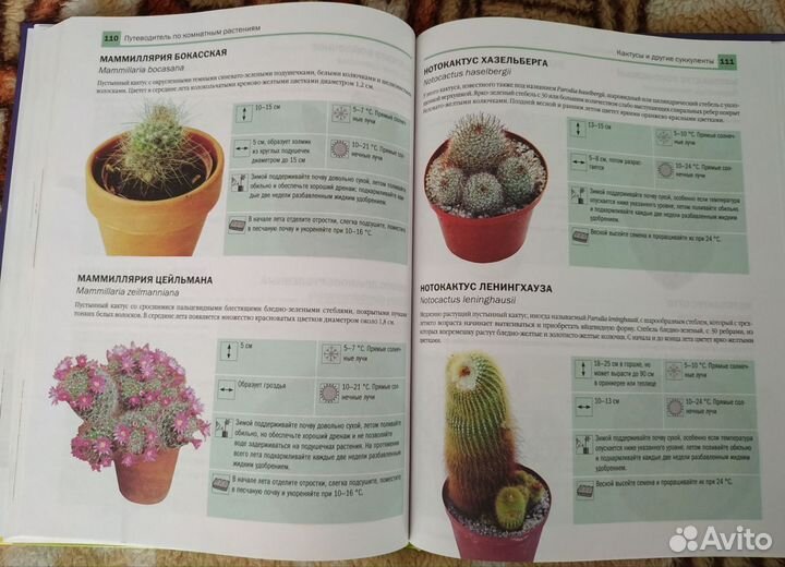 Энциклопедия комнатных растений