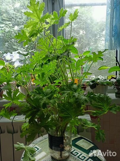 Герань душистая лечебная, крупные кустики,черенки