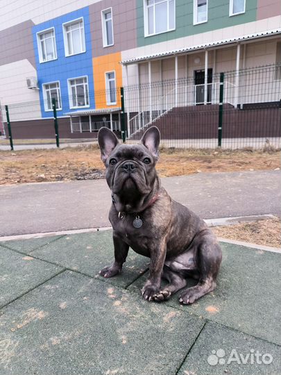 Вязка французский бульдог