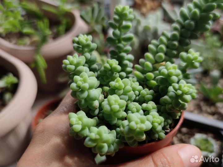 Седумы разные (суккуленты)