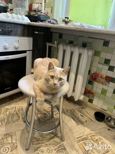 Котята мейн-кун смешанный