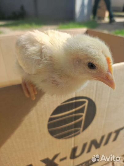 Цыплята петушки Ломан Браун