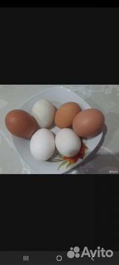Яйца
