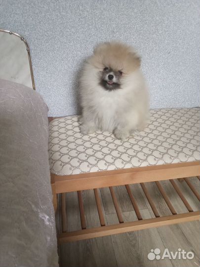 Померанский шпиц мини