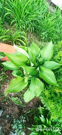 Хоста. Рассада