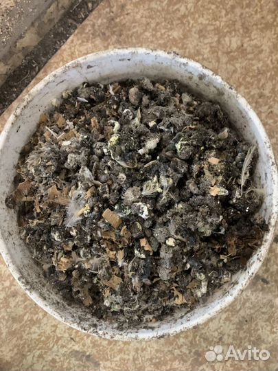 Перепелиный навоз