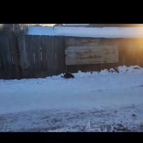 Взрослая кошка в добрые руки