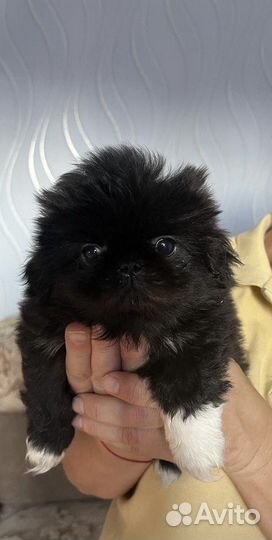 Щенки Пекинеса