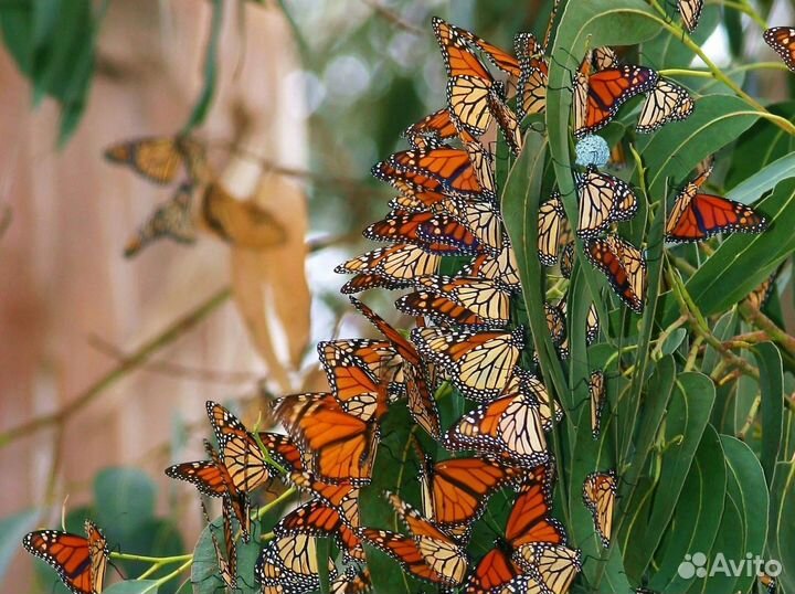 Свадебный Салют из Тропических Бабочек с/б-50