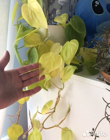 Золотой сциндапсус /коллекционный