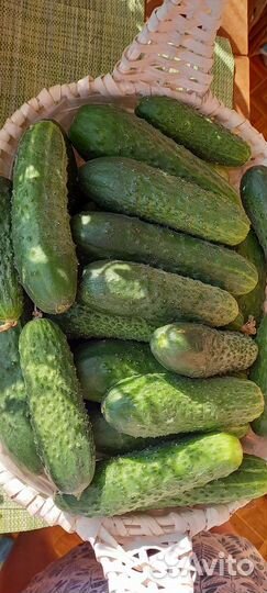 Огурцы свежие домашние