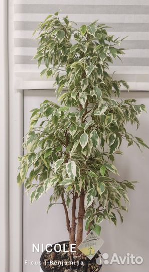 Фикус бенджамина Николь/ Ficus Nicole