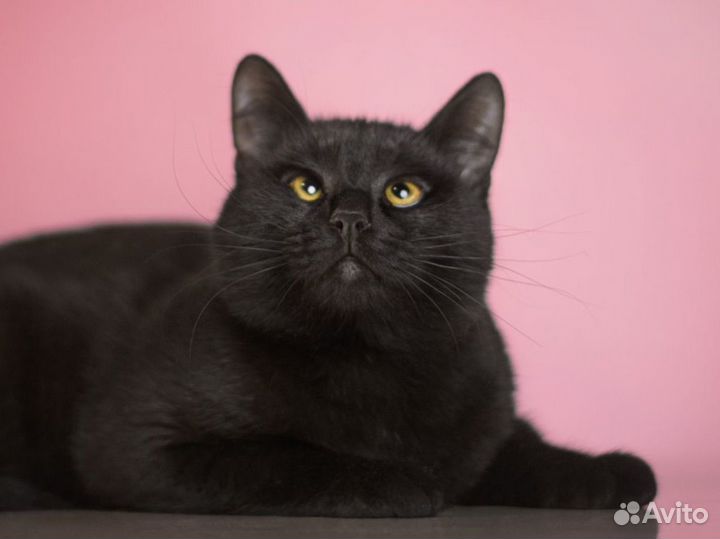 Косоглазая мини-пантера в добрые руки