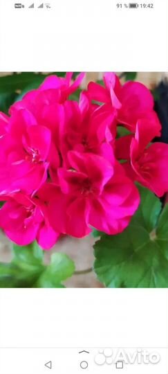 Пеларгония Античная роза, Nansi