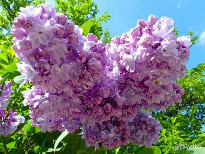 Гортензия, сирень