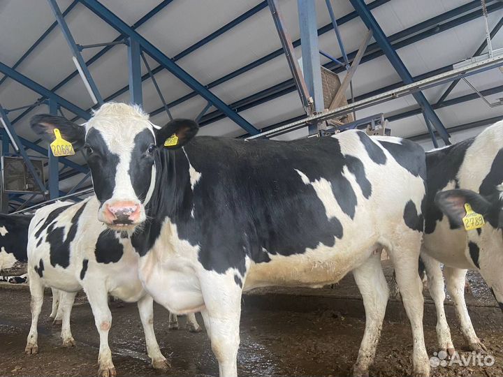 Нетели племенные Голштинская порода