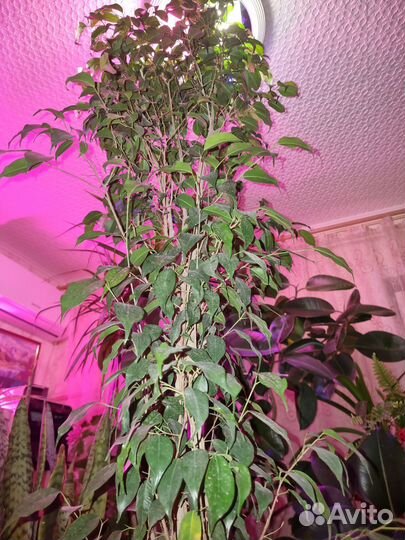 Фикус бенджамина