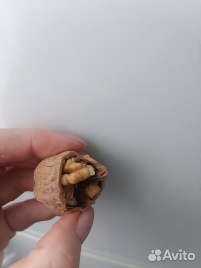 Грецкий орех 2023 года сборки, 2 вида