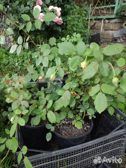 Продаю саженцы английской розы Голден Селебрейшн