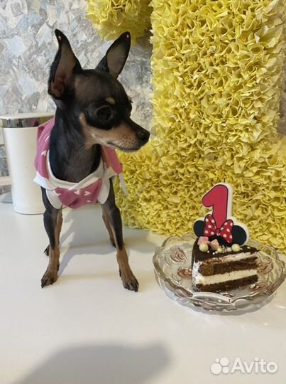 Мини той-терьер вязка ищем жениха