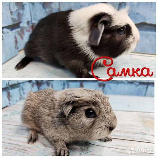 Морские свинки Разных пород из питомника(самки)