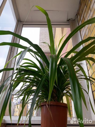 Пальма панданус