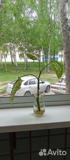 Диффенбахия