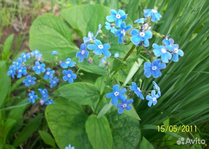 Незабудка многолетник