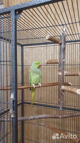 Ожереловый попугай самец 2.6 года